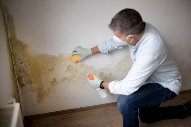 Best Environmental Consulting for Mold Prevention  in Manhattan, KS